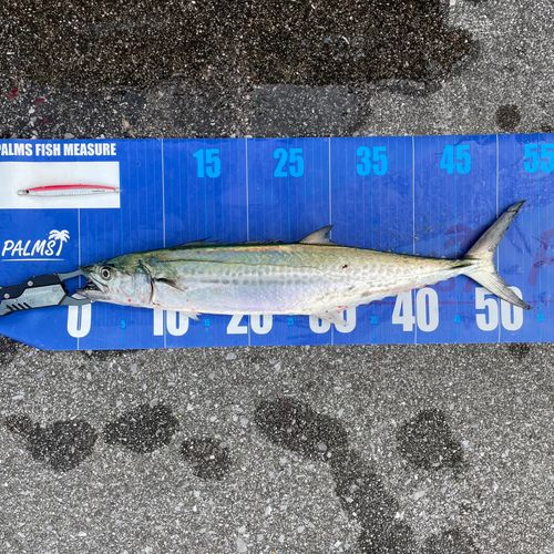 サゴシの釣果