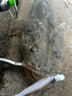 マゴチの釣果