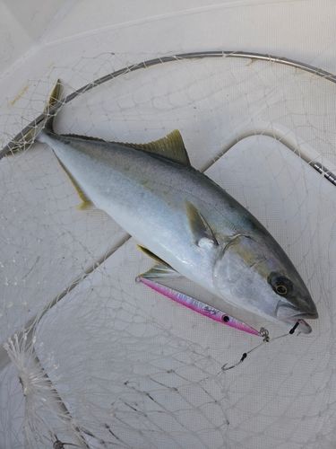 ヒラマサの釣果