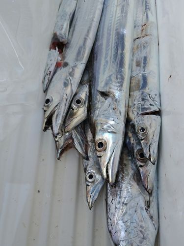 釣果