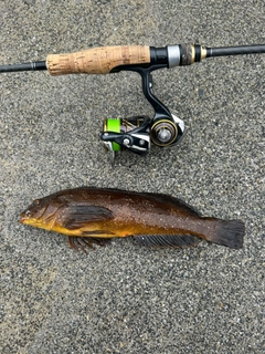 アイナメの釣果