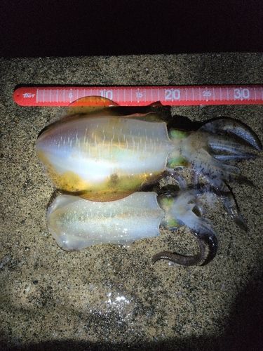 アオリイカの釣果