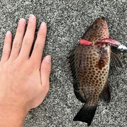 オオモンハタ