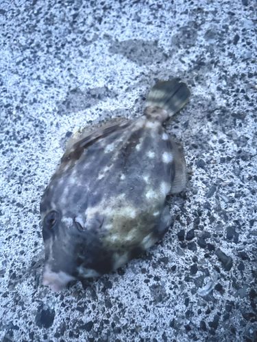 カワハギの釣果