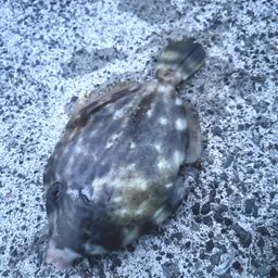 カワハギ
