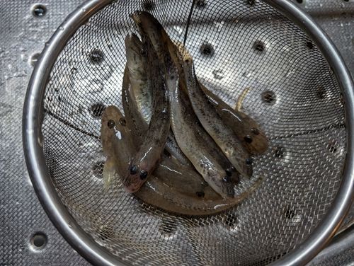 マハゼの釣果