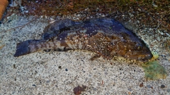 アイナメの釣果