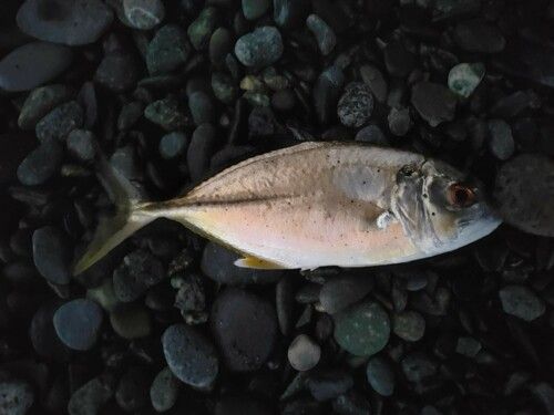 メッキの釣果