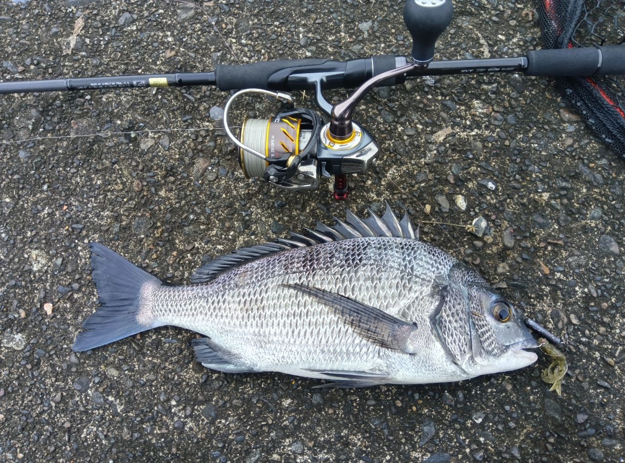 DAIWA 22シルバーウルフ MX 76ML-Sの最安値・インプレ・釣果