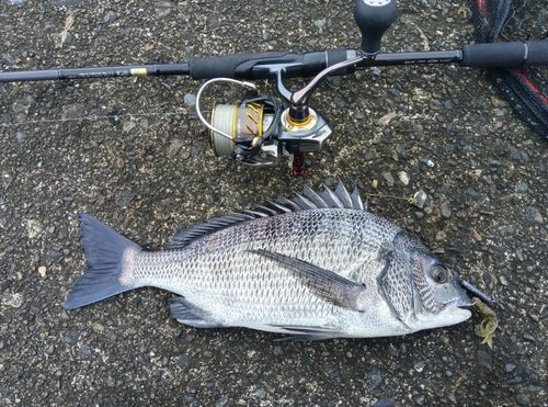 チヌの釣果