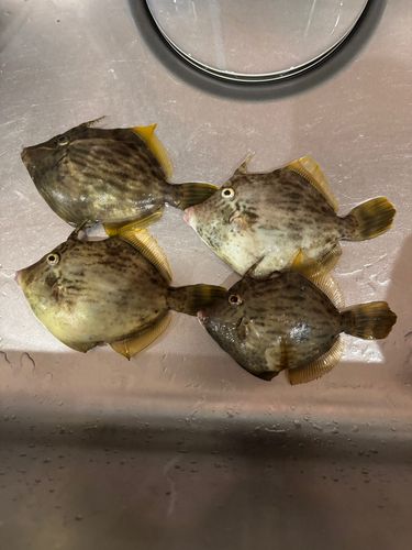 カワハギの釣果