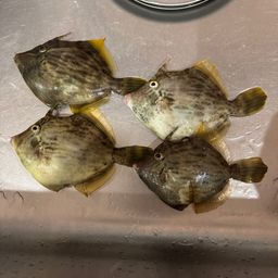 カワハギ