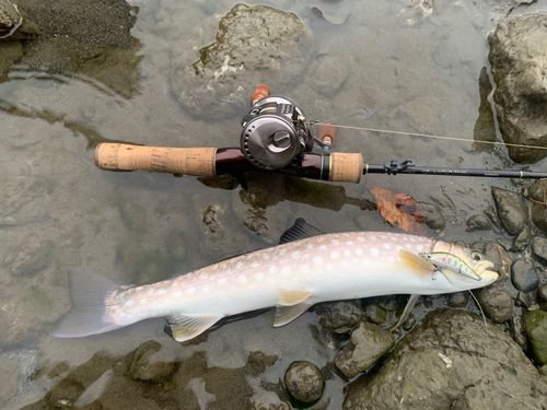 アメマスの釣果