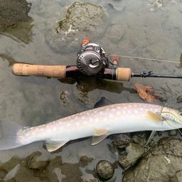 アメマス