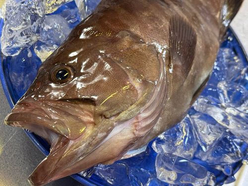 マハタの釣果