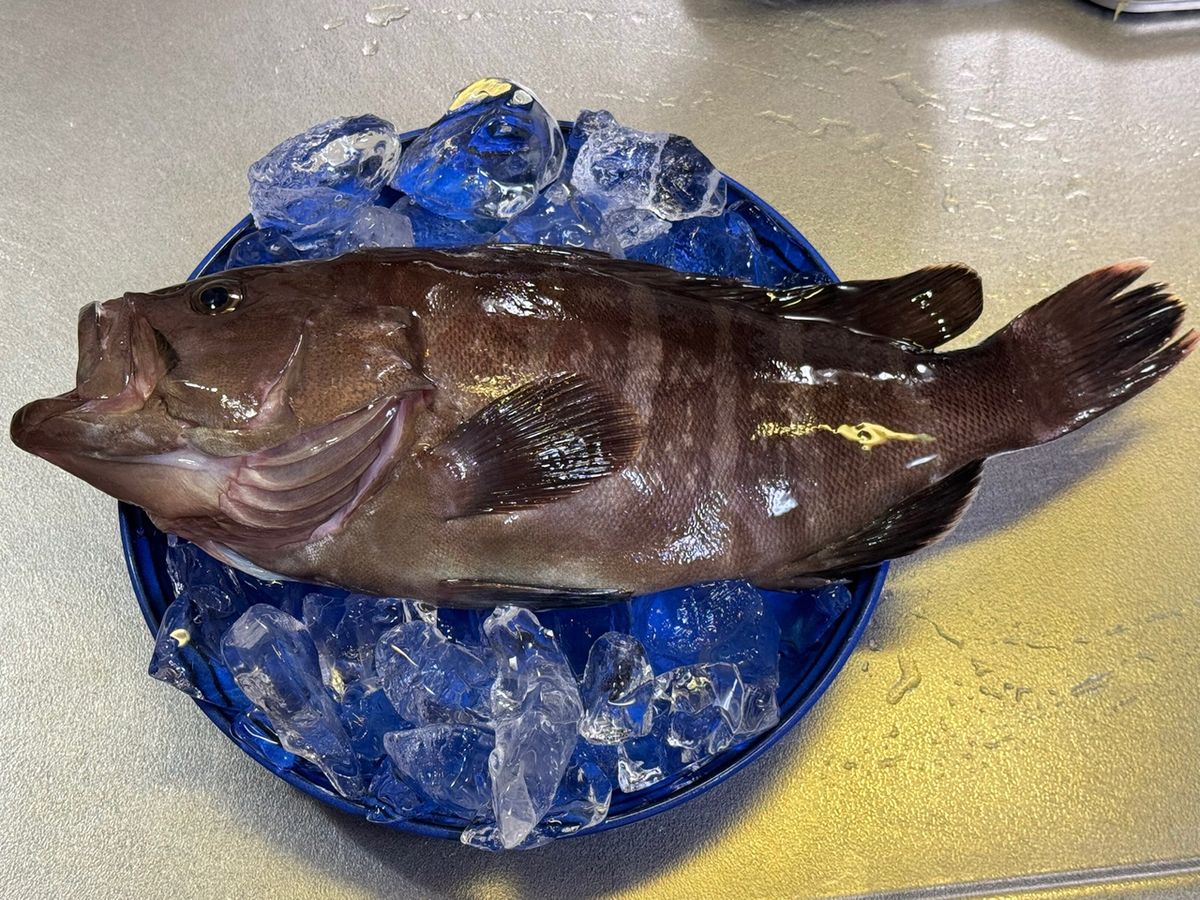 あや🐟さんの釣果 2枚目の画像