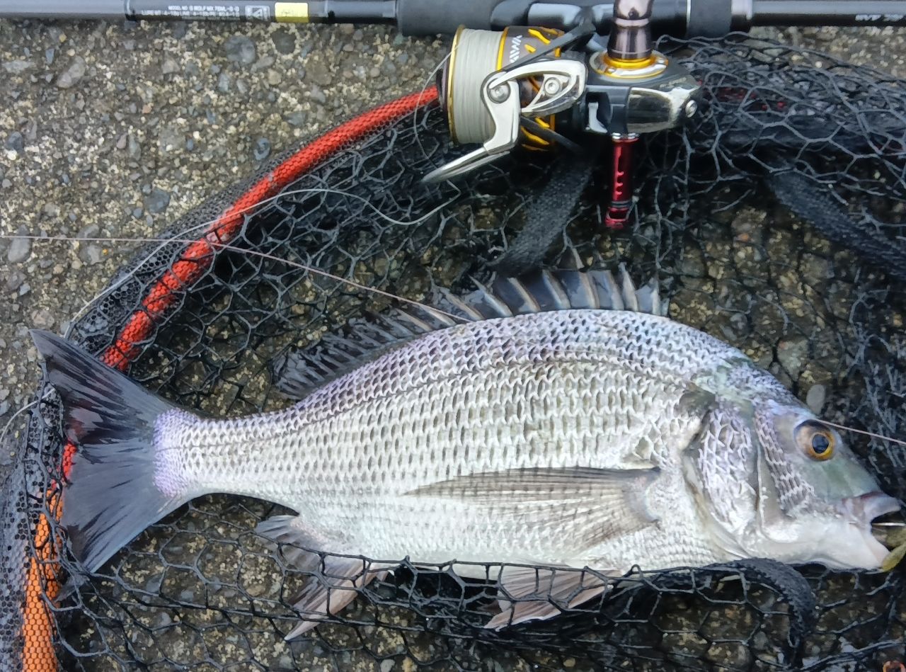 DAIWA 22シルバーウルフ MX 76ML-Sの最安値・インプレ・釣果 | 本音の