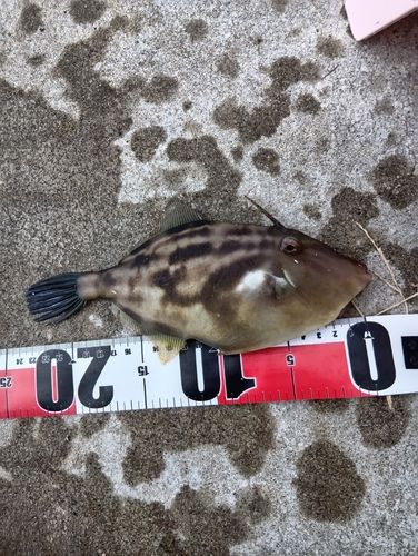 ウマヅラハギの釣果