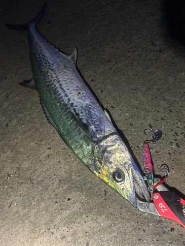 サゴシの釣果