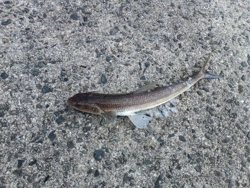 エソの釣果