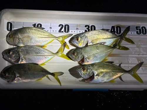 ギンガメアジの釣果
