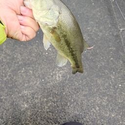 ラージマウスバス