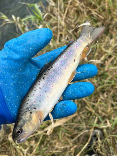 ブラウントラウトの釣果