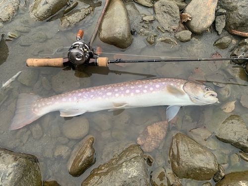 アメマスの釣果