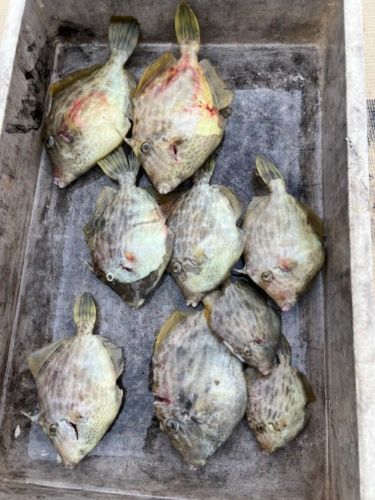 カワハギの釣果