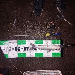 アメリカナマズ