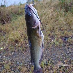 アメリカンキャットフィッシュ