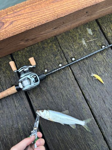 釣果