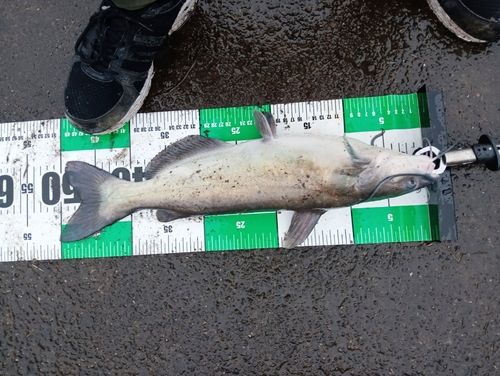 アメリカナマズの釣果