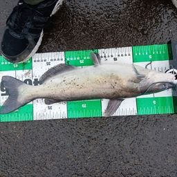 アメリカナマズ