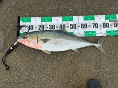 ブリの釣果
