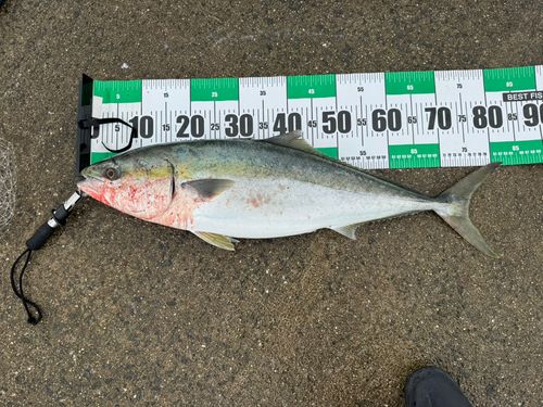 ブリの釣果