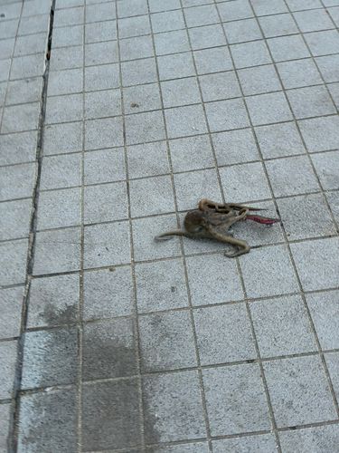 タコの釣果