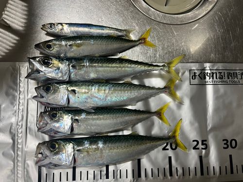 サバの釣果
