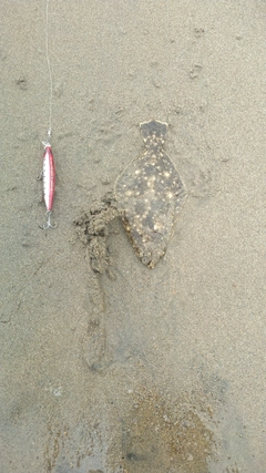ソゲの釣果