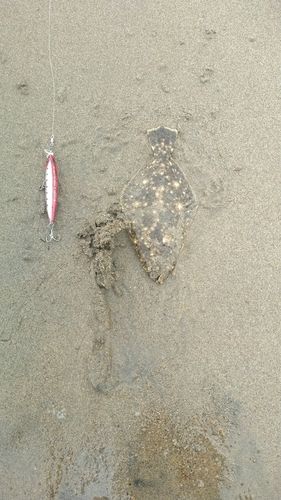 ソゲの釣果