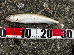 キュウリウオの釣果