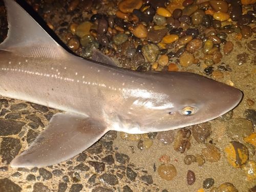 ホシザメの釣果