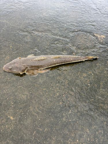 マゴチの釣果