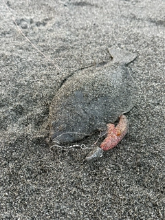 ソゲの釣果