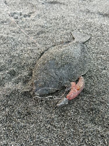 ソゲの釣果