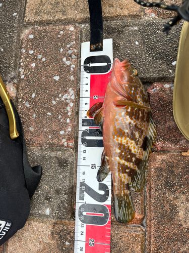 アコウの釣果