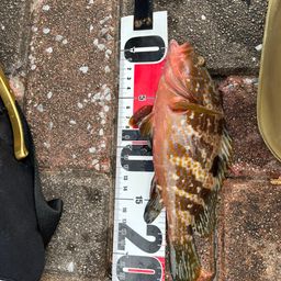 アコウ