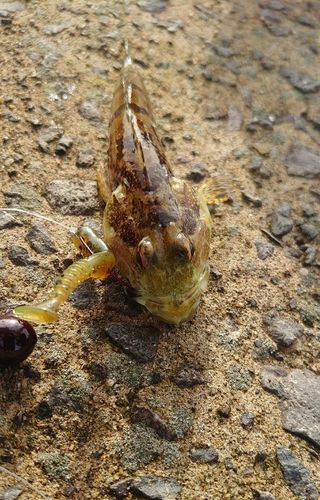 アサヒアナハゼの釣果