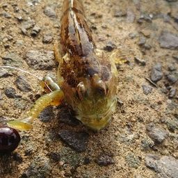 アサヒアナハゼ