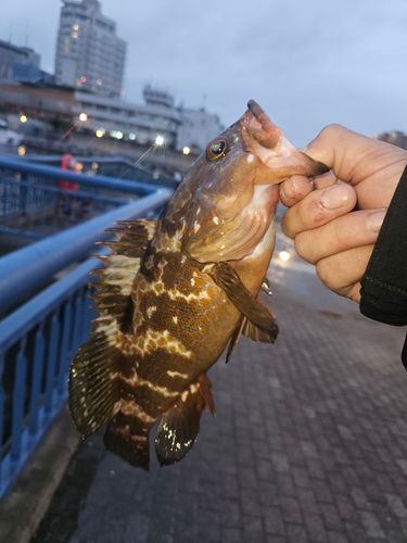 キジハタの釣果